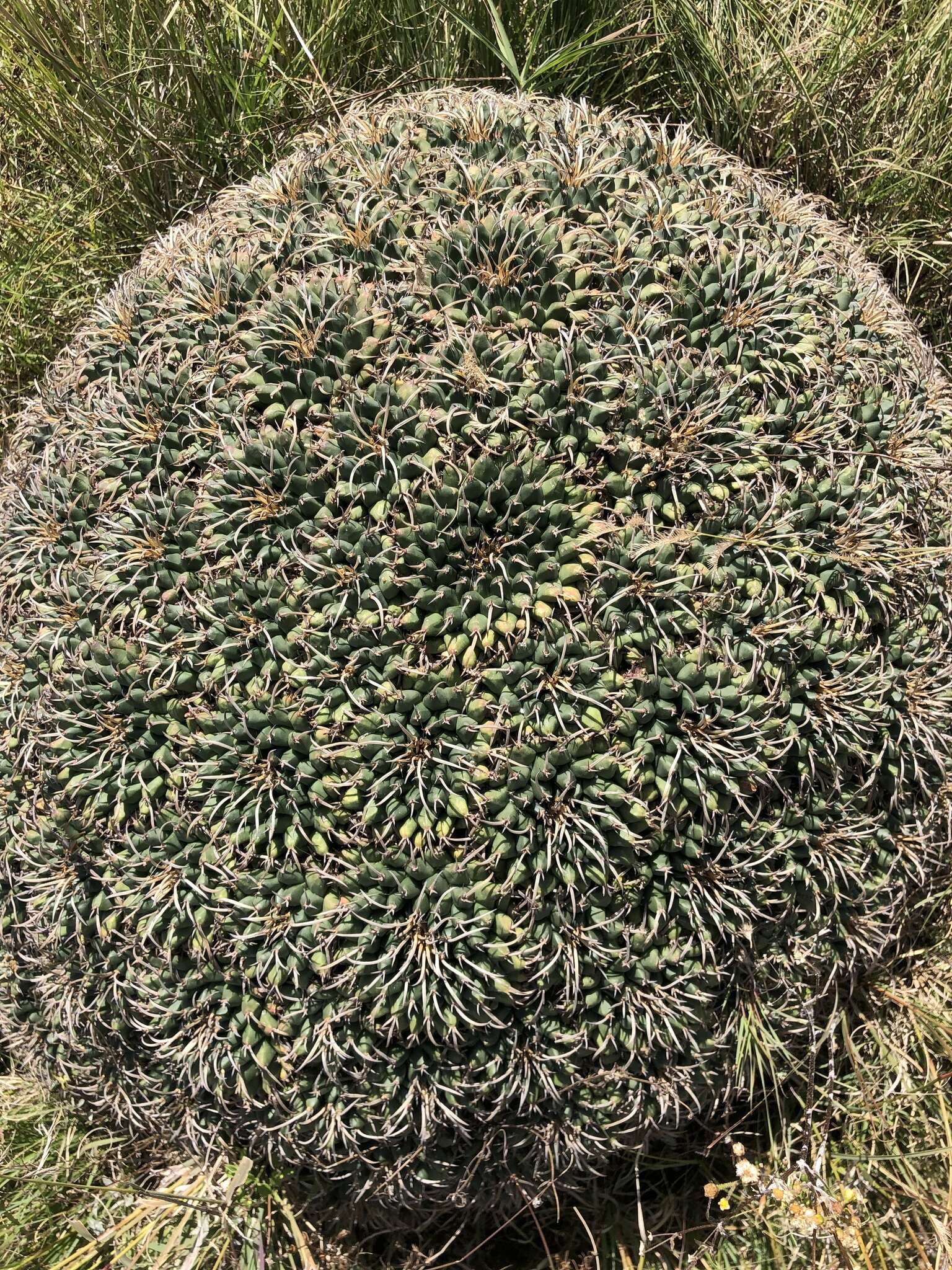 Plancia ëd Mammillaria magnimamma Haw.