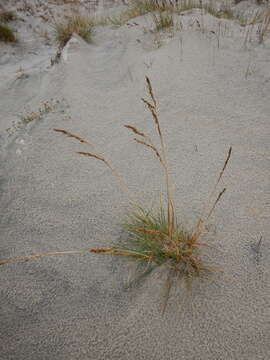 Image of Deschampsia cespitosa subsp. cespitosa