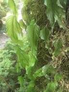 Image of Hymenophyllum cruentum Cav.