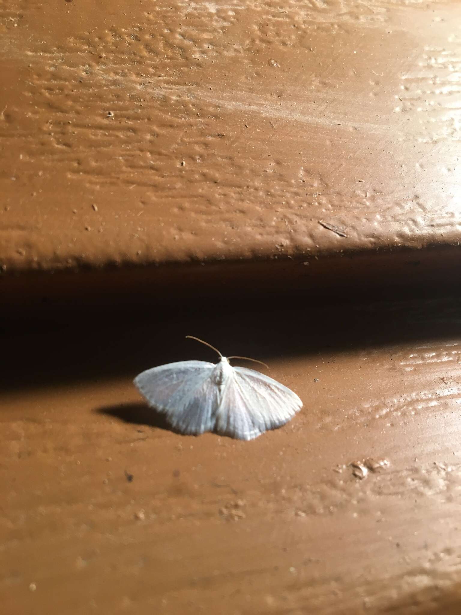 Image of White Spring Moth