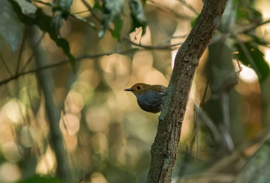 Image of Willisornis Agne & Pacheco 2007