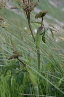 Image of Laserpitium krapfii subsp. gaudinii (Moretti) Thell.