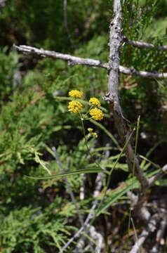 Image of Bupleurum densiflorum Rupr.