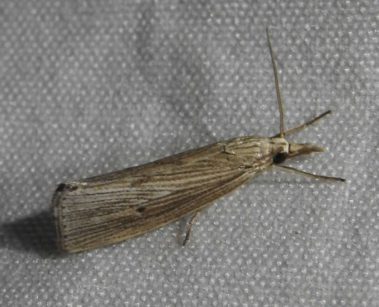 Image of <i>Xubida panalope</i>