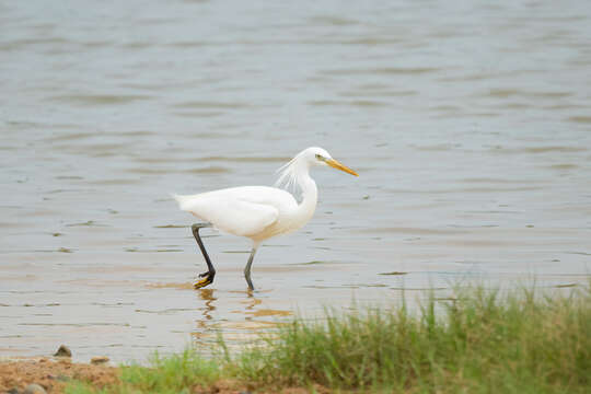 Image of Chinese Egret