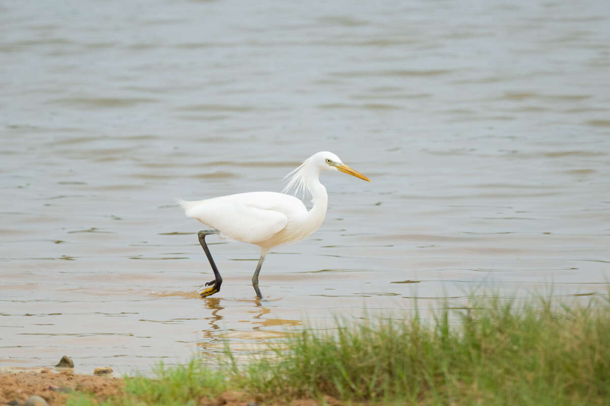 Image of Chinese Egret