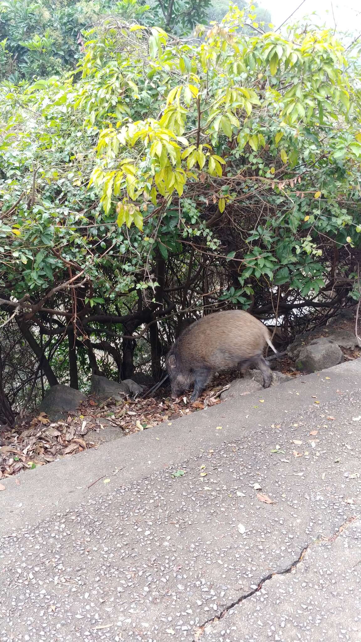 Imagem de Sus scrofa moupinensis Milne-Edwards 1871