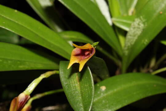 Image of Masdevallia cuprea Lindl.