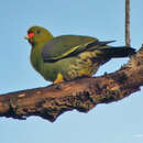 صورة Treron calvus sharpei (Reichenow 1902)