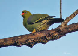 صورة Treron calvus sharpei (Reichenow 1902)