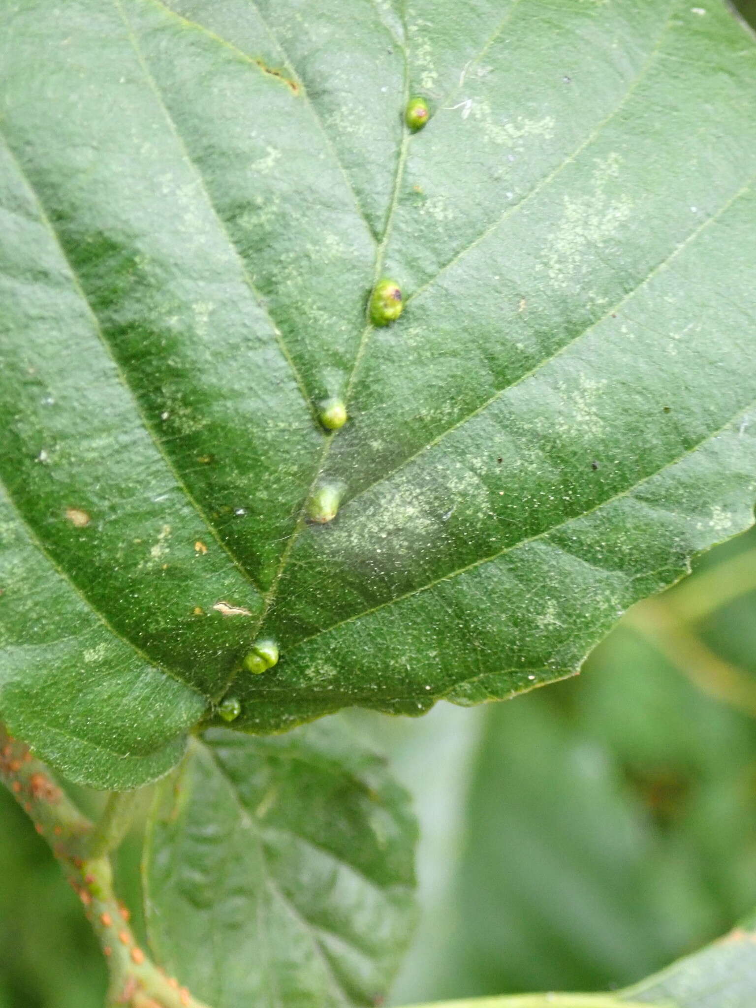 Imagem de Eriophyes inangulis