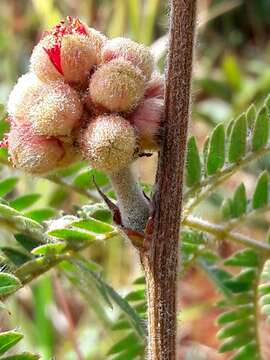 Image of Calliandra dysantha Benth.