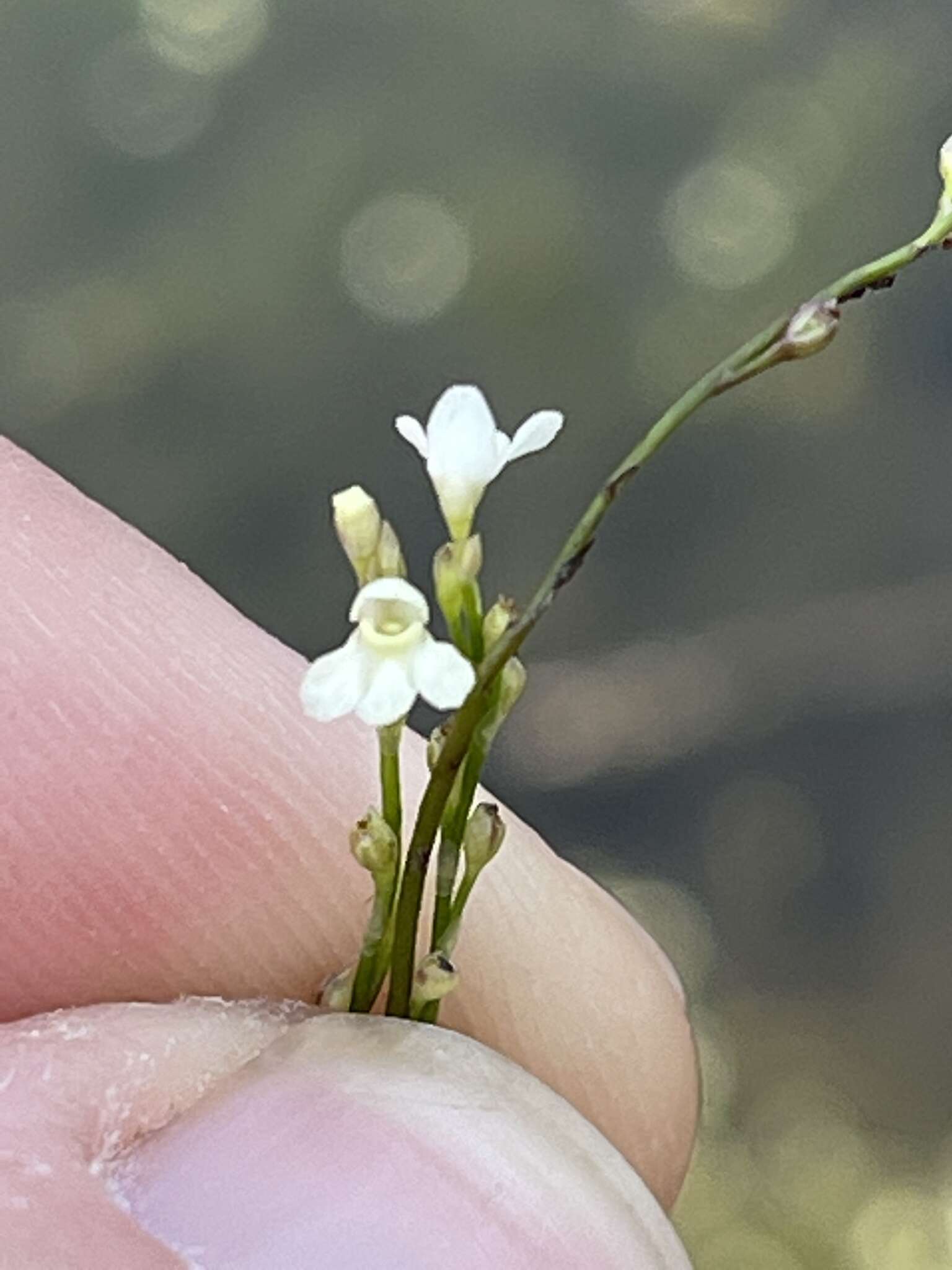 Utricularia neottioides A. St. Hil. & Girard resmi