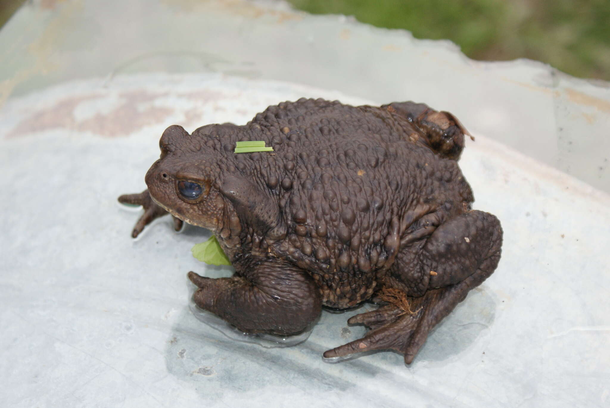 Image of Eichwald's Toad