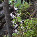 Imagem de Dipodium stenocheilum O. Schwarz