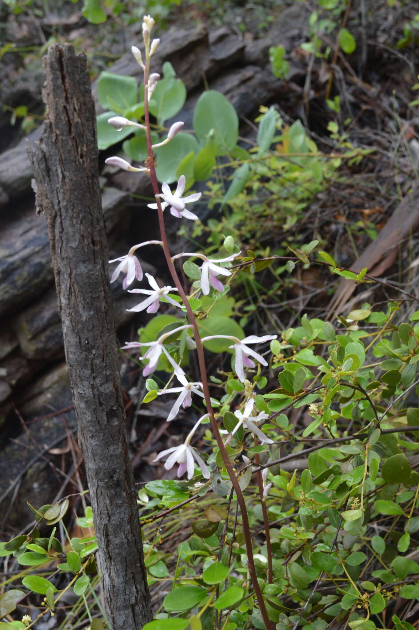 Image of Tropical hyacinth orchid