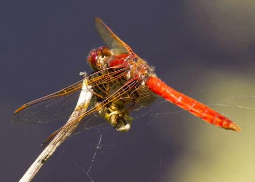 Image of Cardinal Meadowhawk