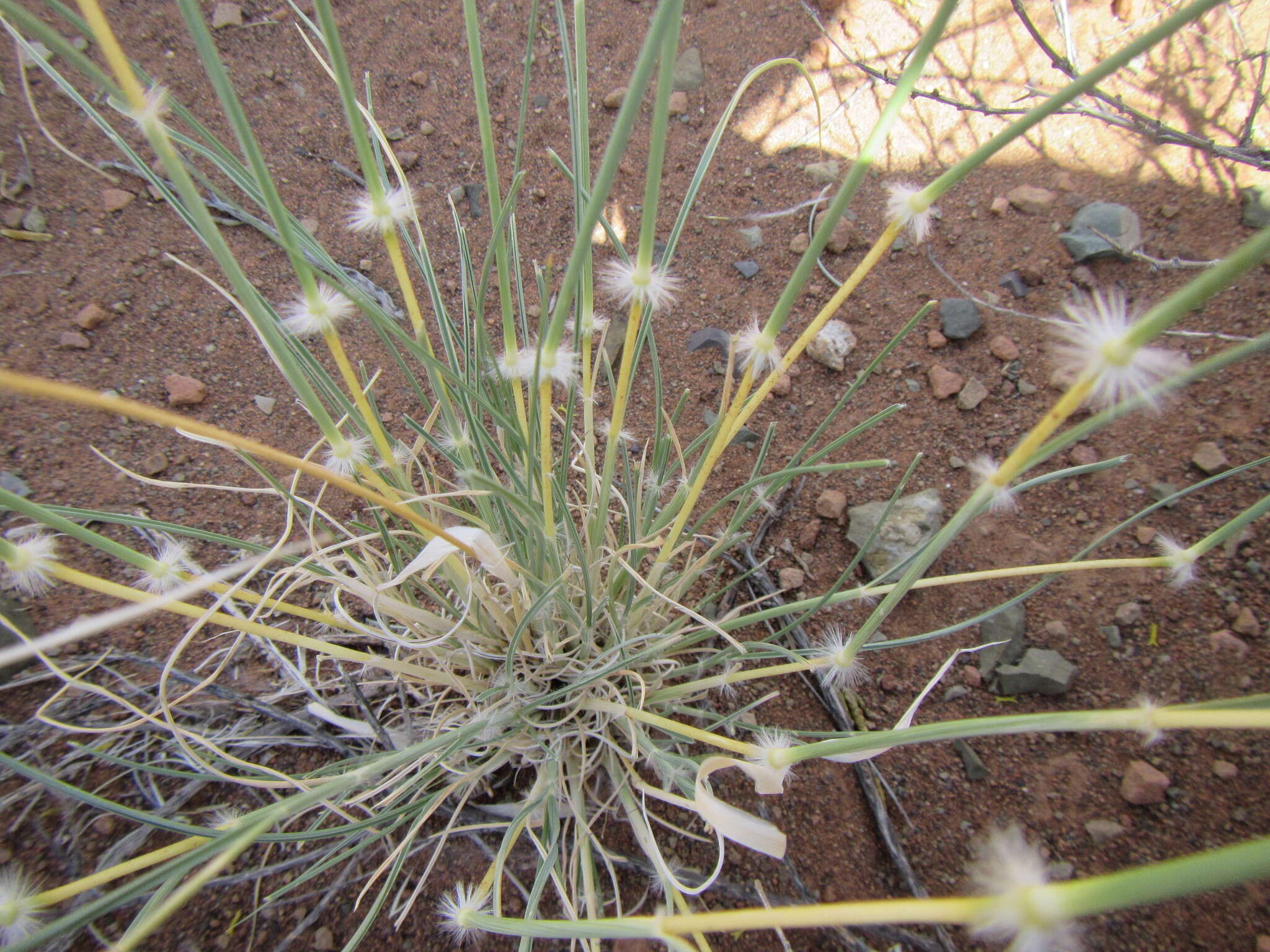 Image of Stipagrostis ciliata (Desf.) De Winter