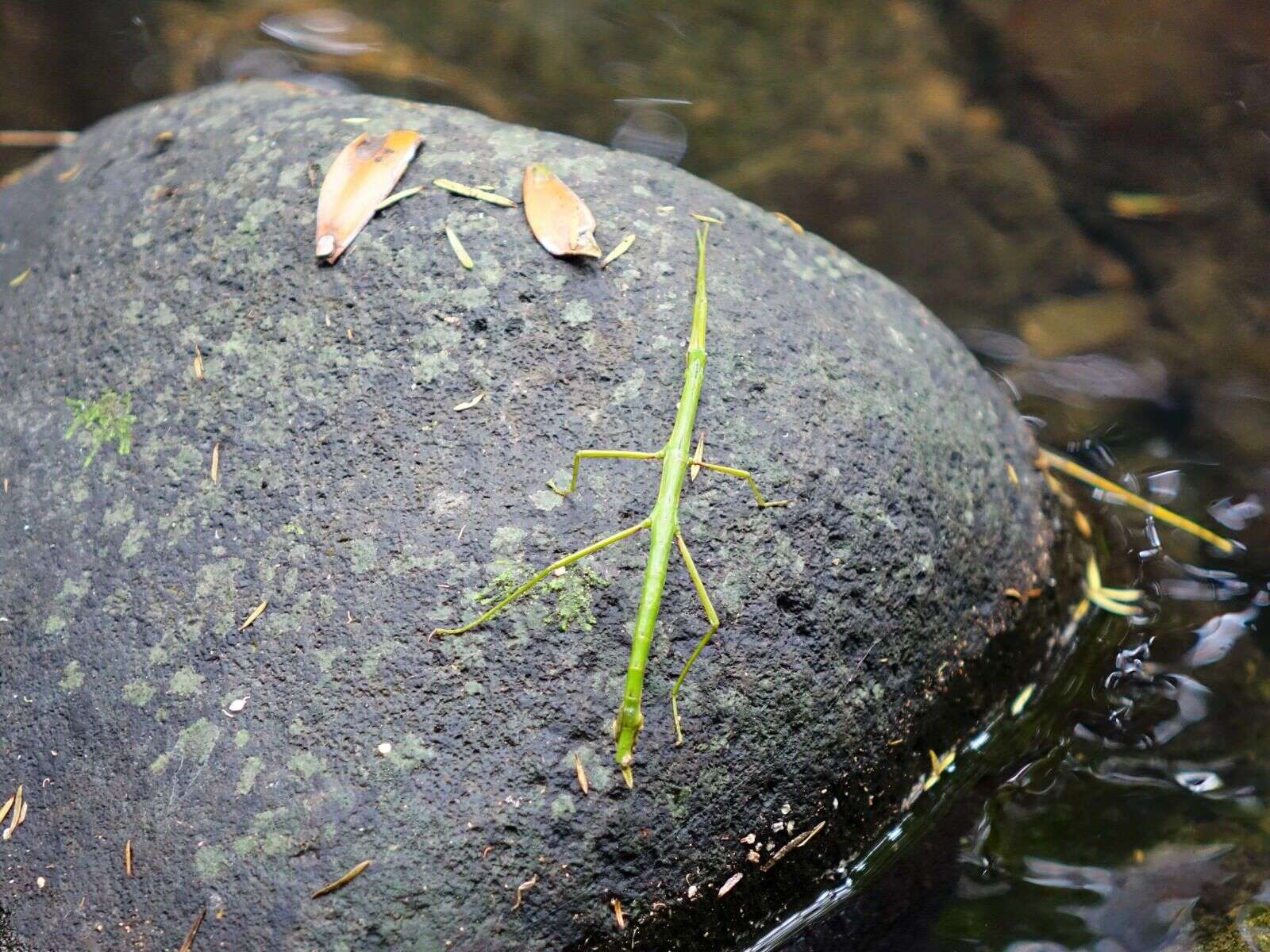 Image of Smooth Stick Insect