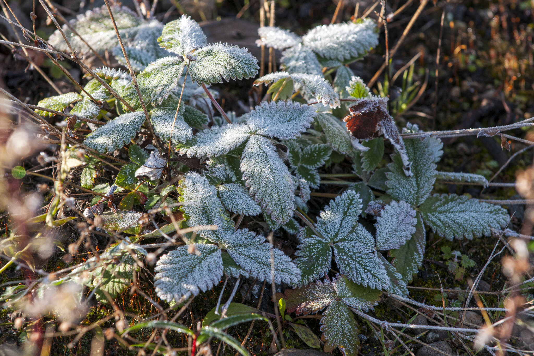 Image of Potentilla nivea var. elongata Wolf