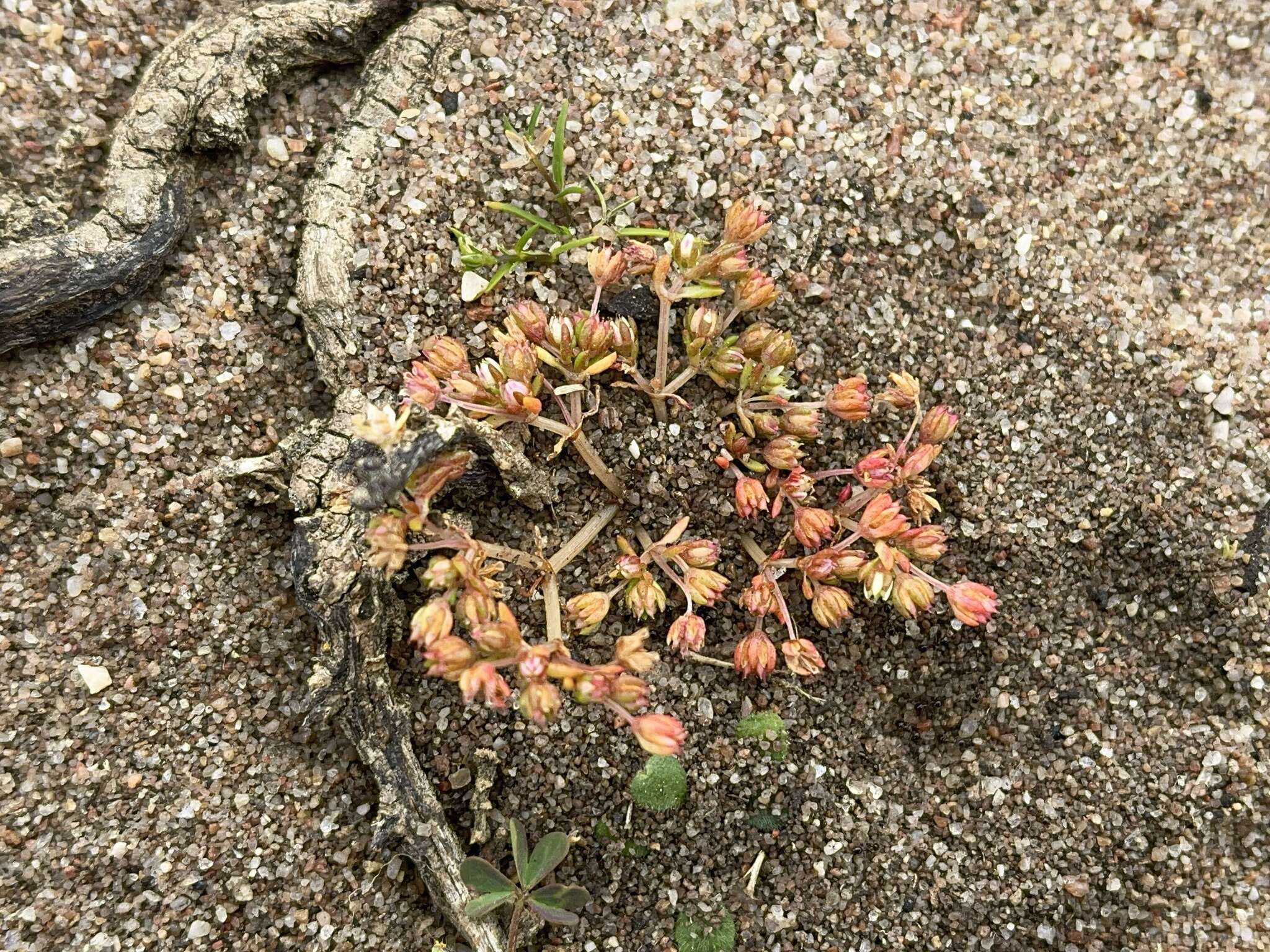 <i>Crassula <i>decumbens</i></i> var. decumbens resmi