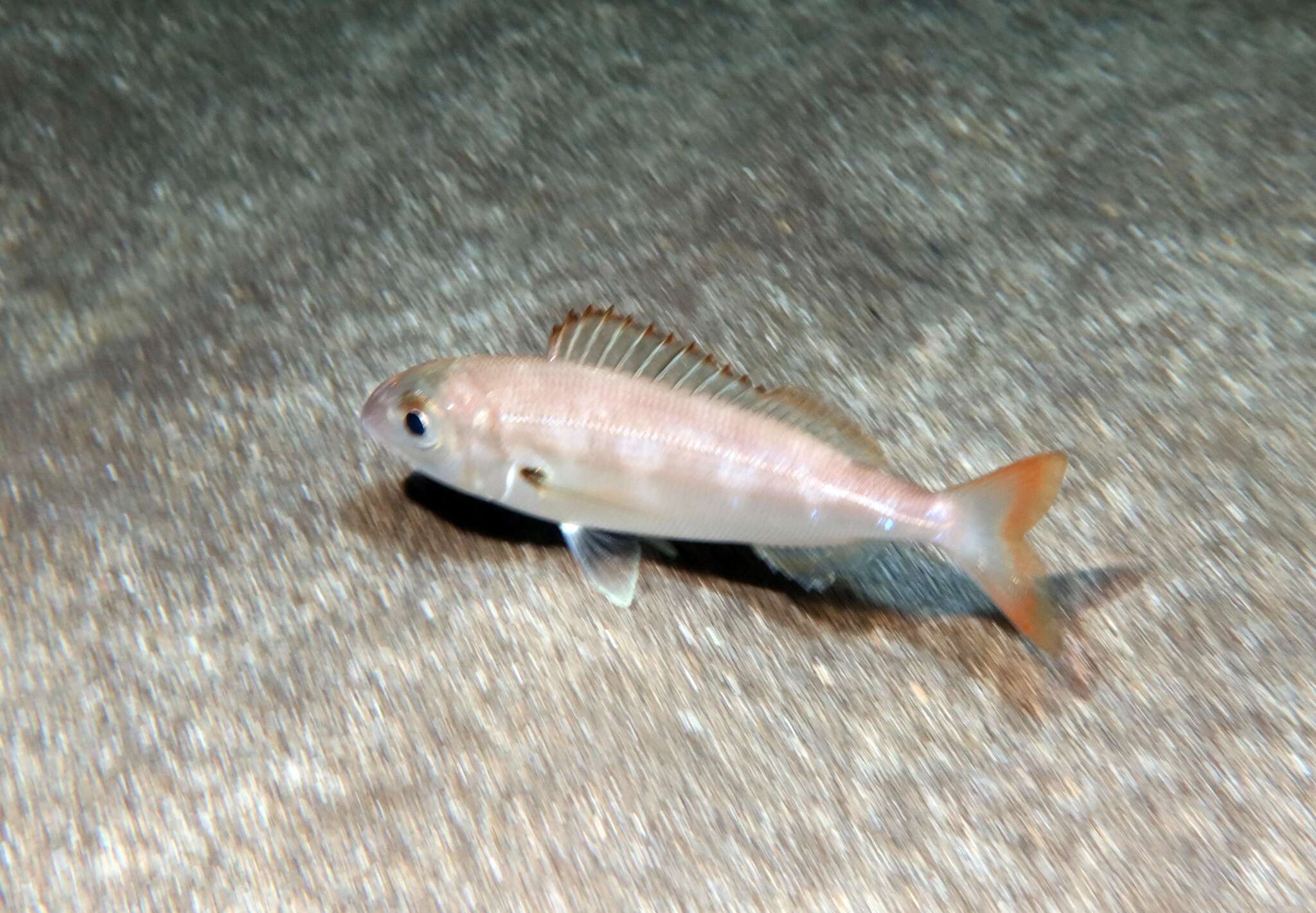 Image of Auxillary seabream