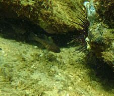 Image of Orange cardinalfish