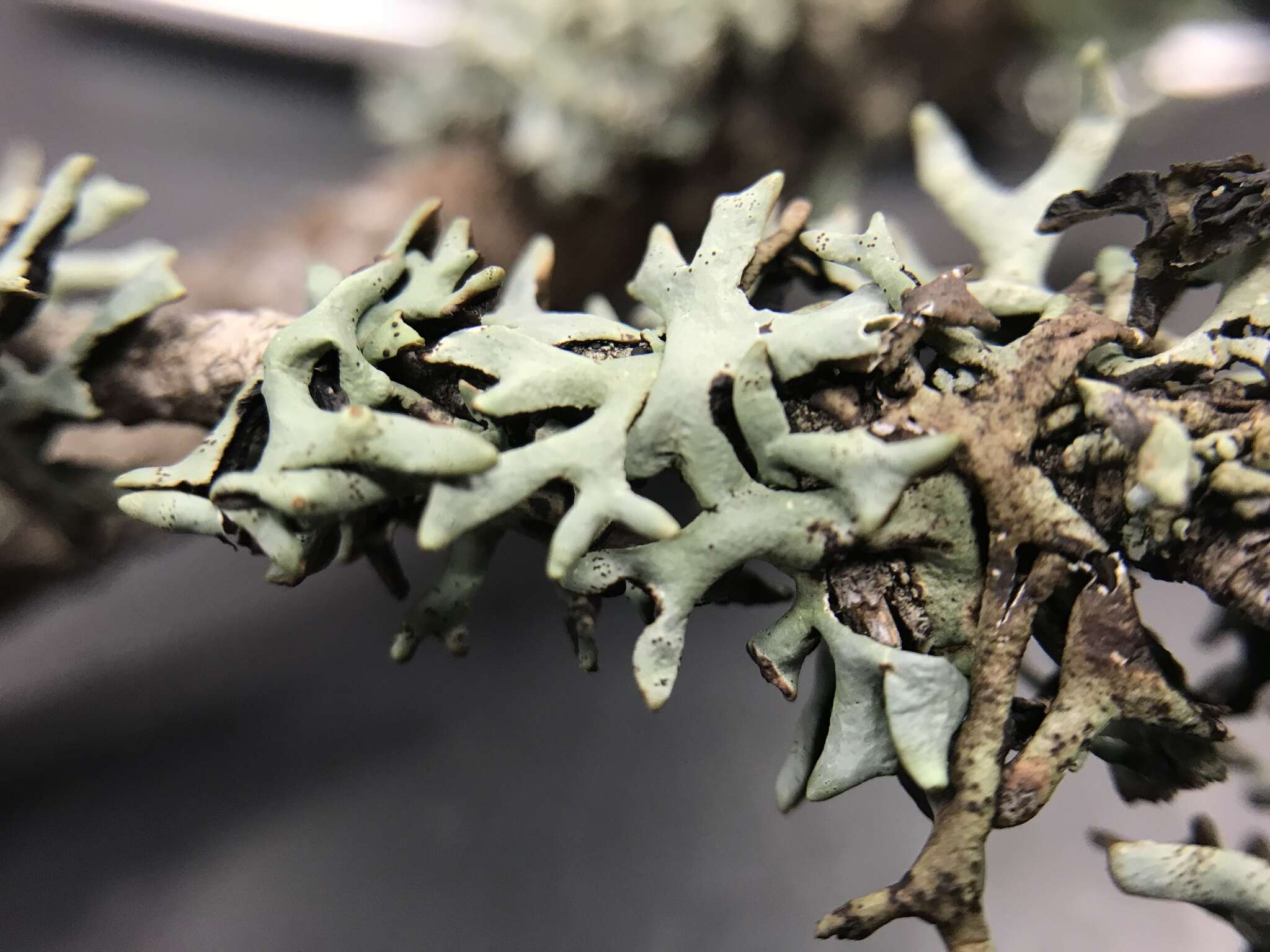 Image of inactive tube lichen