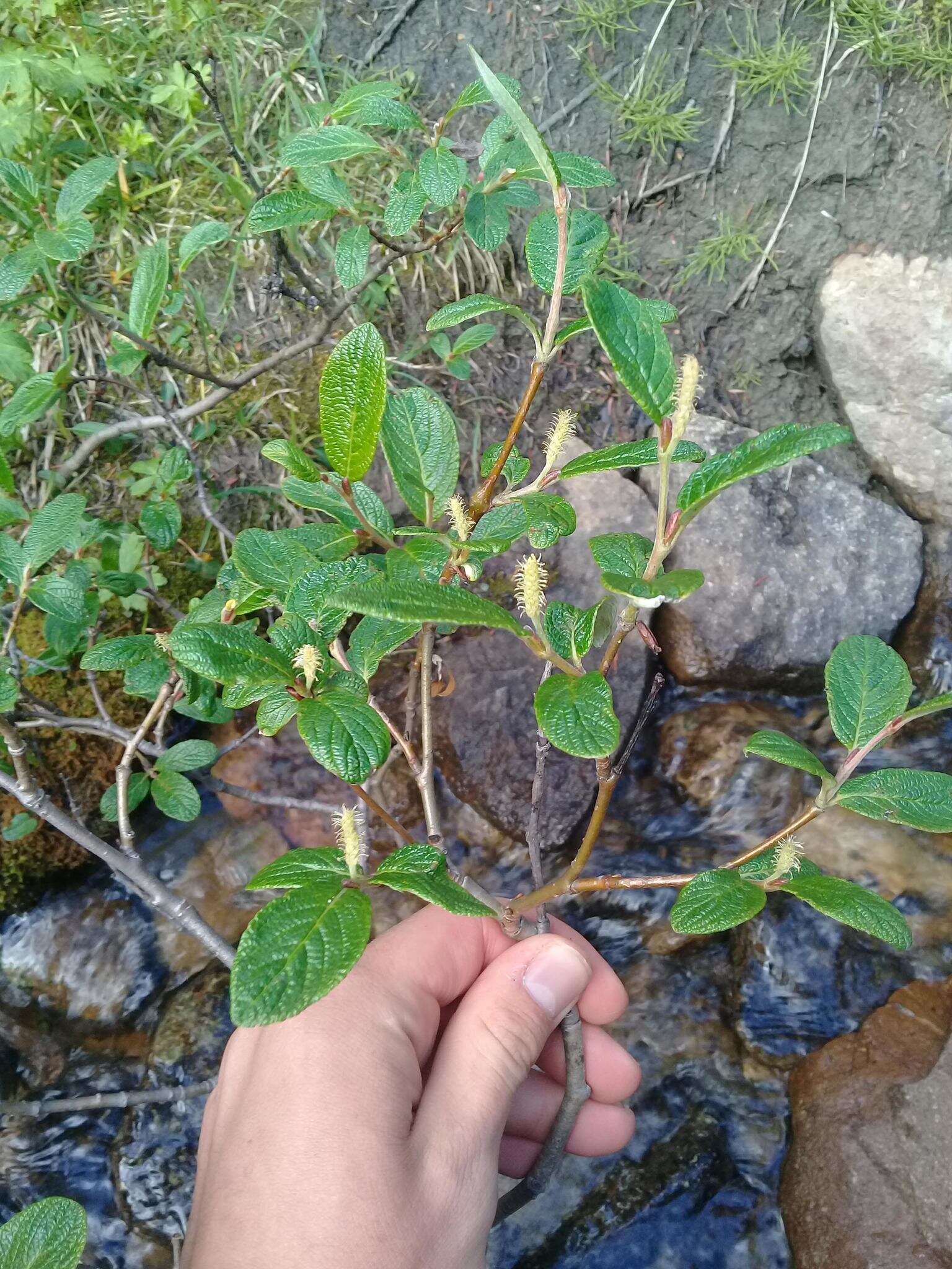 Image of rock willow