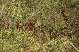 Image of Red-winged Fairy-wren