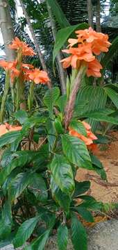 Imagem de Crossandra infundibuliformis (L.) Nees