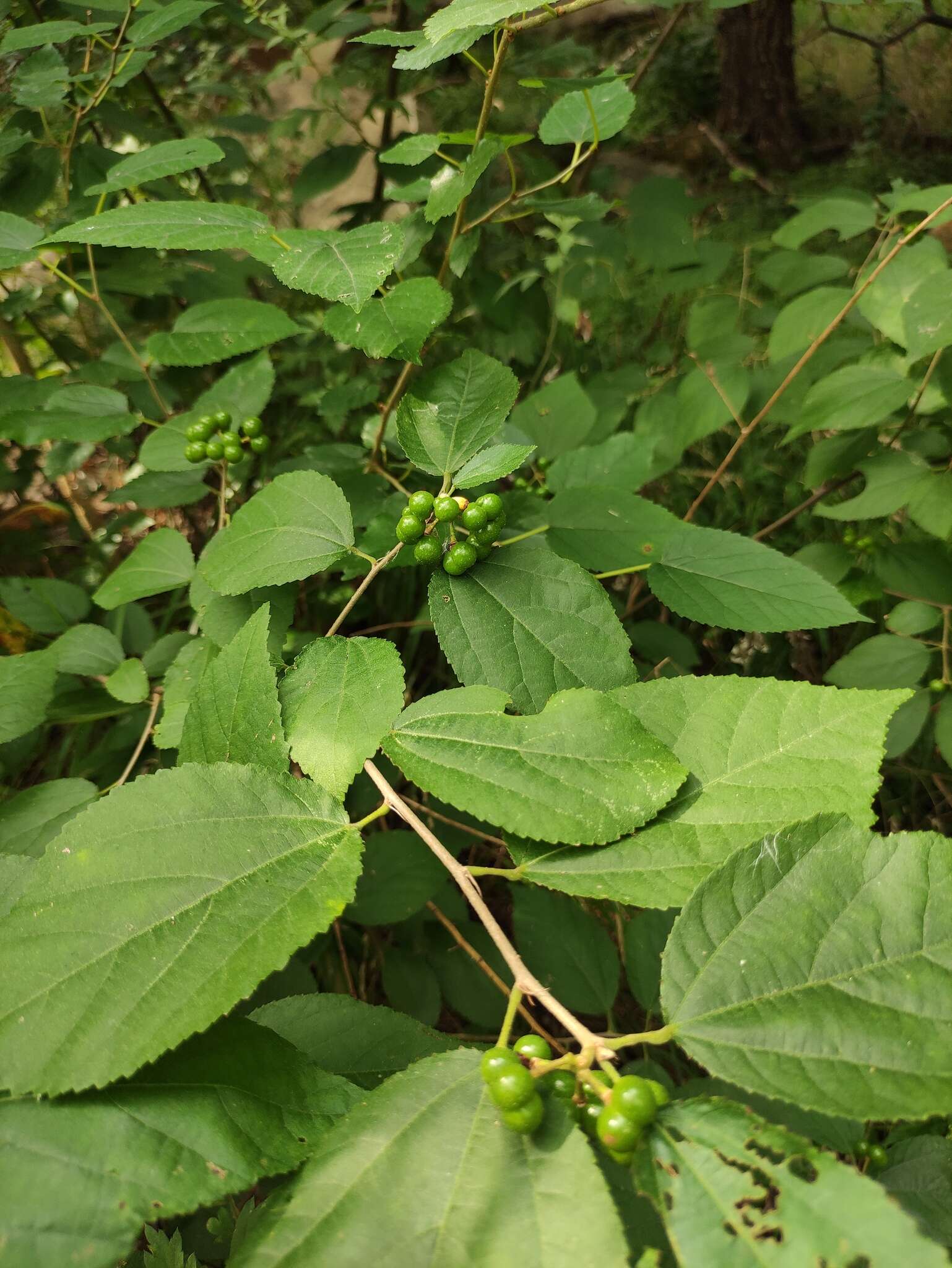 Sivun Grewia biloba var. parviflora (Bunge) Hand.-Mazz. kuva