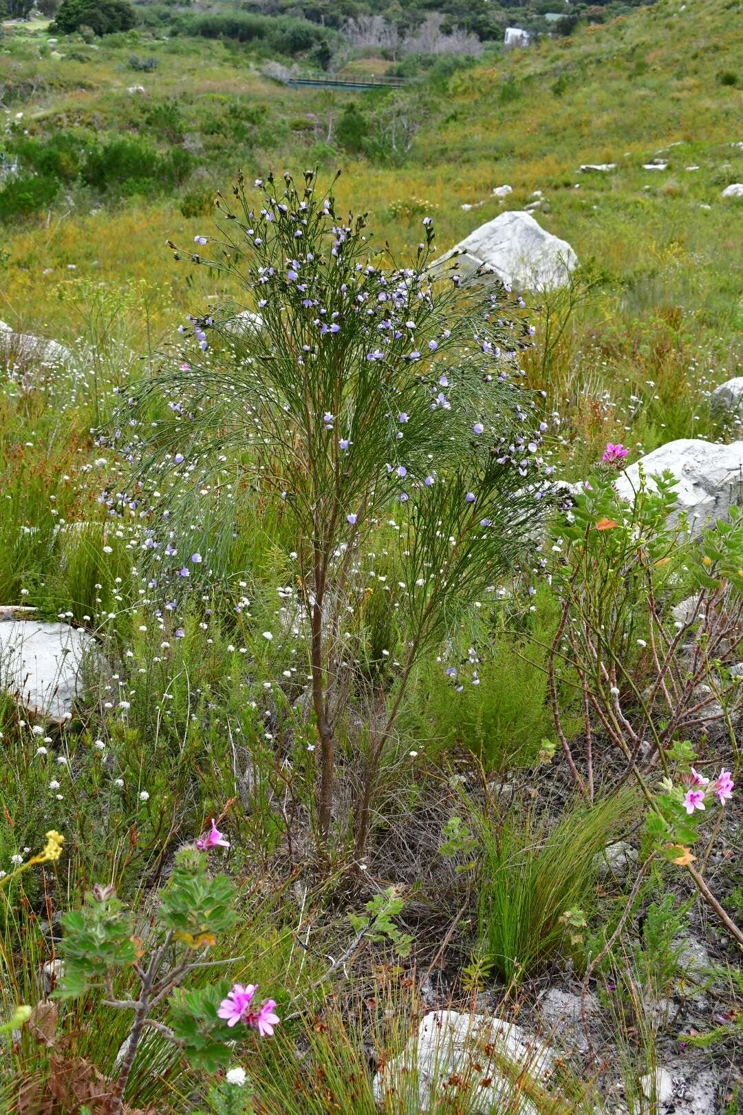 Image of <i>Psoralea congesta</i>