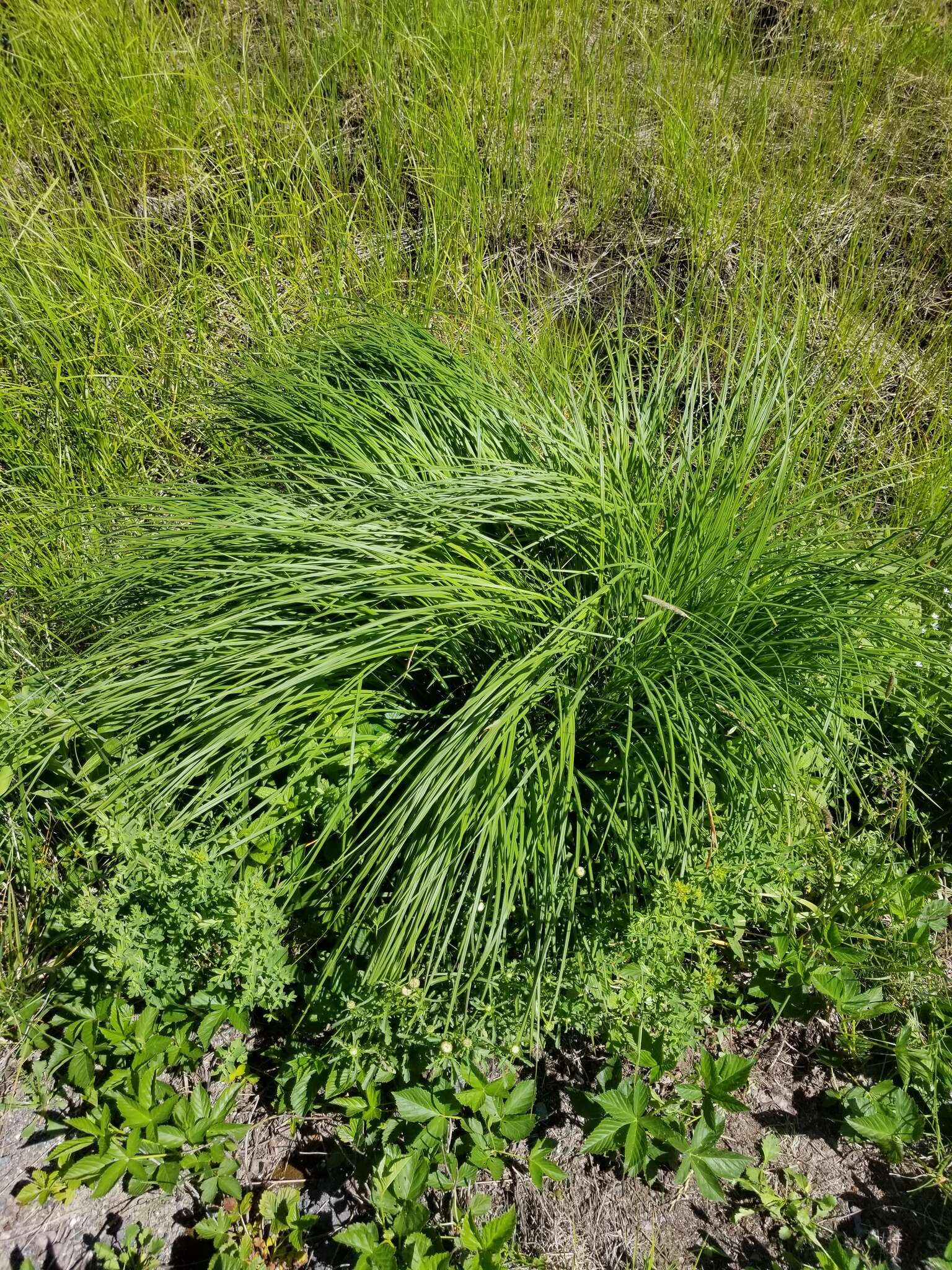 Image of Cloud sedge