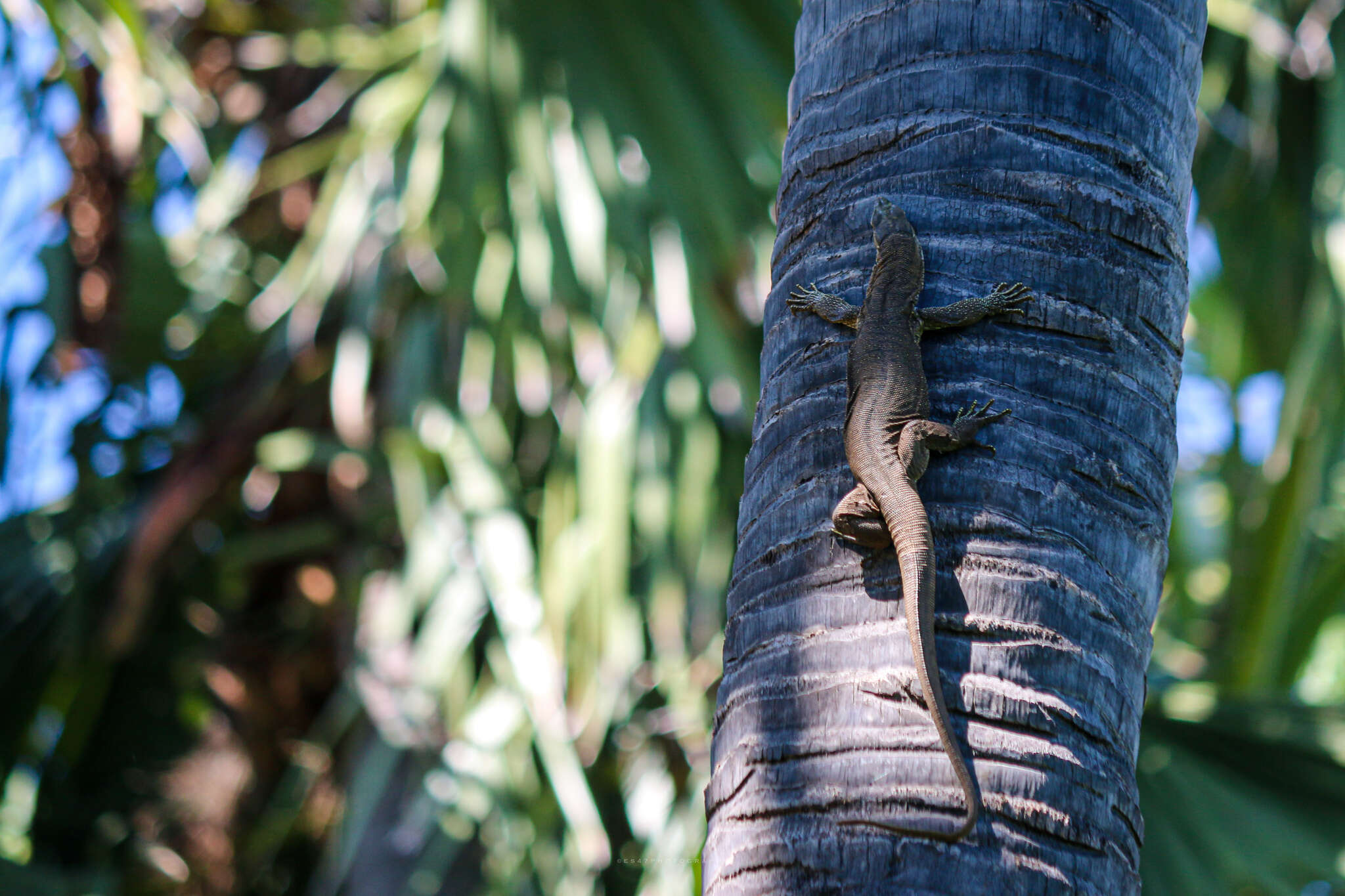 Image of Varanus bengalensis irrawadicus Yang & Li 1987