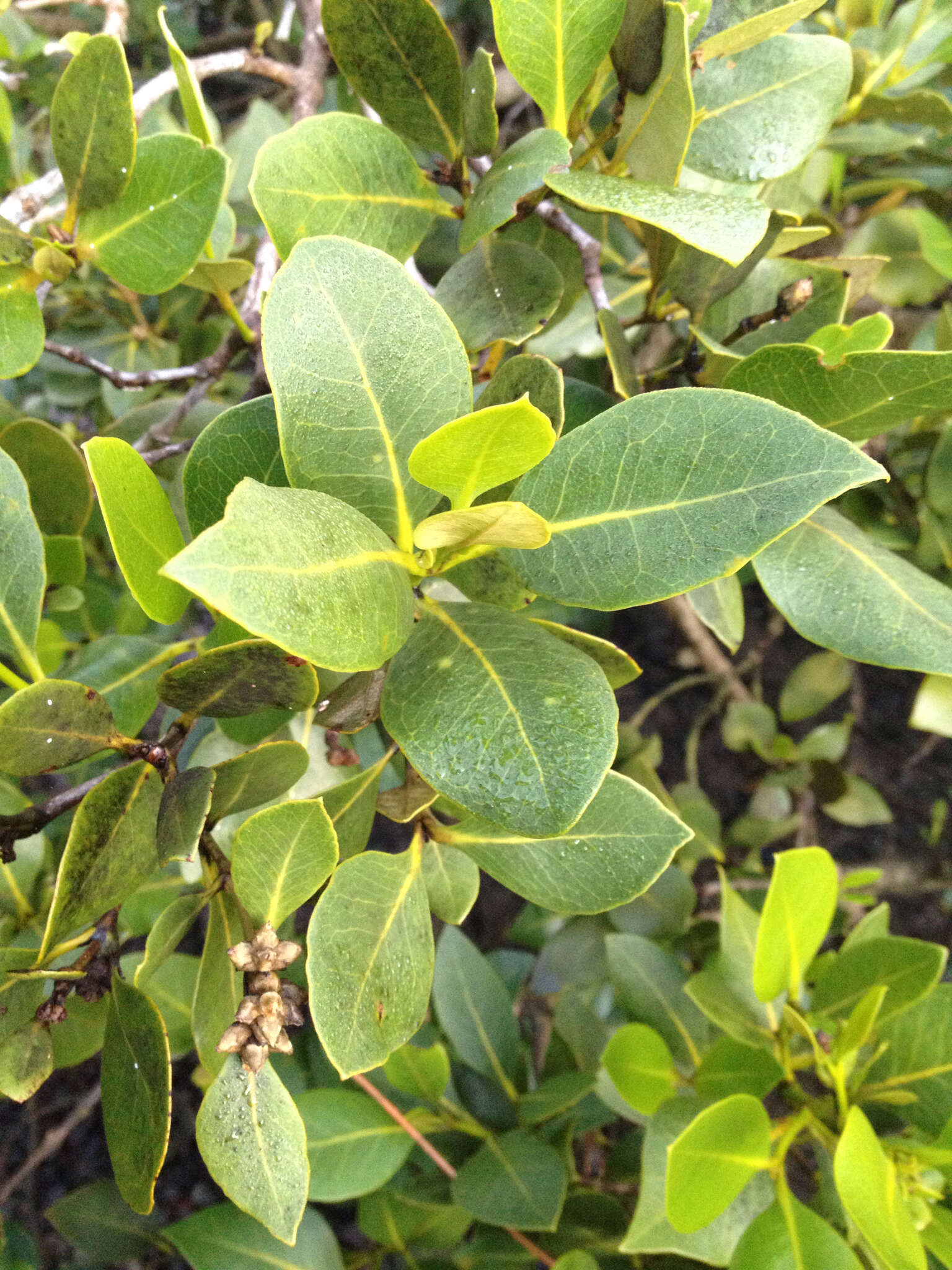 Image of Gray Mangrove