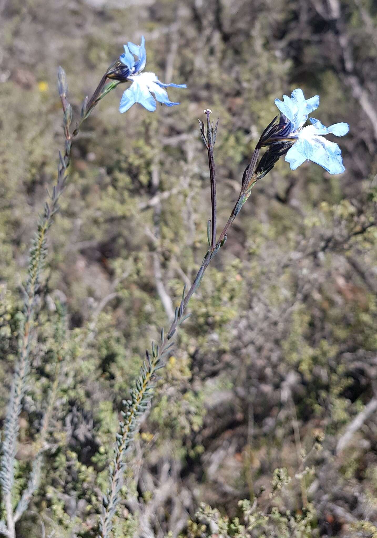 Image of Blue Lechenaultia