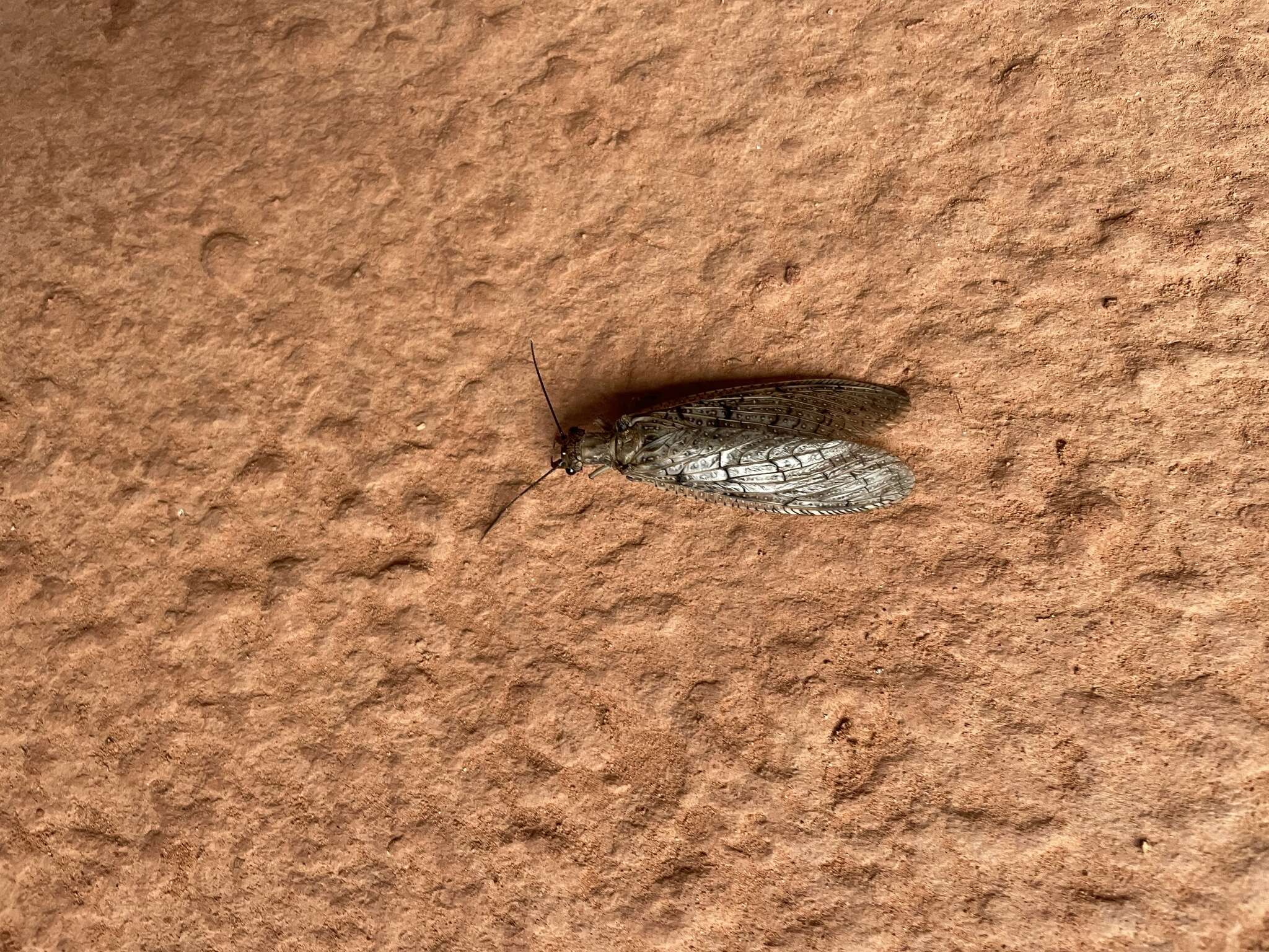 Sivun Corydalus texanus Banks 1903 kuva