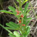 Image of Indigofera lespedezioides Kunth