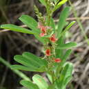 Indigofera lespedezioides Kunth的圖片