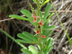 Image of Indigofera lespedezioides Kunth