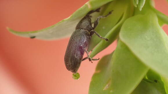 Mecinus janthiniformis Tosevski & Caldara ex Tosevski, Caldara, Jovic & Hernández-Vera resmi