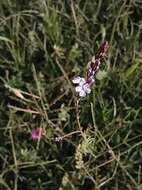 Image of Verbena gracilescens var. gracilescens