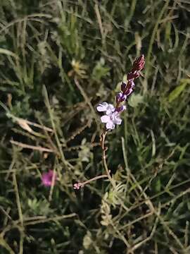 Image de Verbena gracilescens var. gracilescens