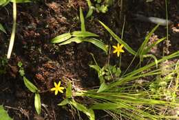 Image of Hypoxis parvula var. parvula