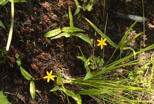 Image of Hypoxis parvula var. parvula