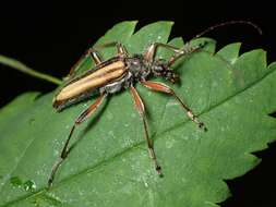 Image of Cortodera longicornis (Kirby 1837)