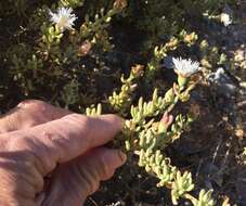 Image of Mesembryanthemum splendens L.