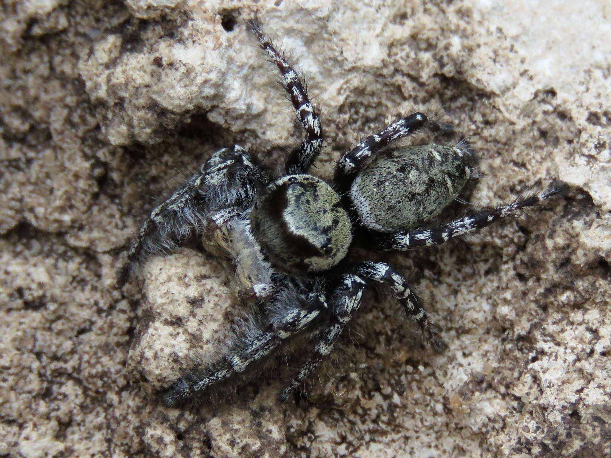 Imagem de Phidippus carolinensis Peckham & Peckham 1909