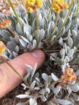 Image of whitewoolly buckwheat